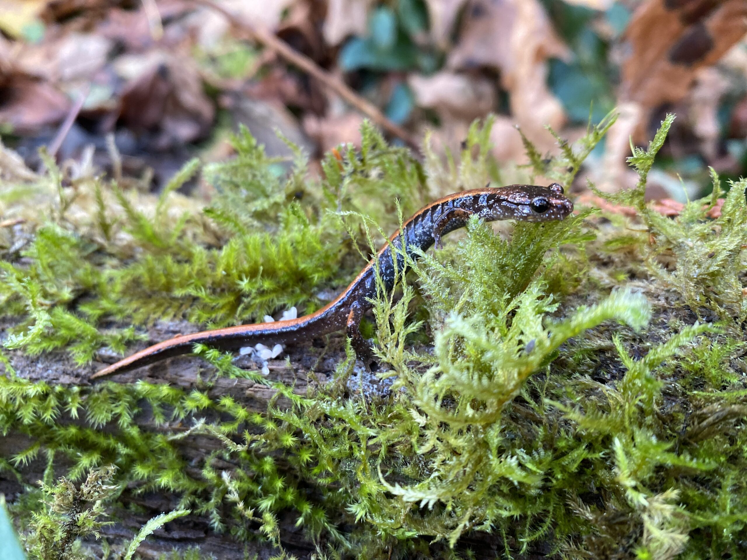 RedbackedSalamander_ElianaPool